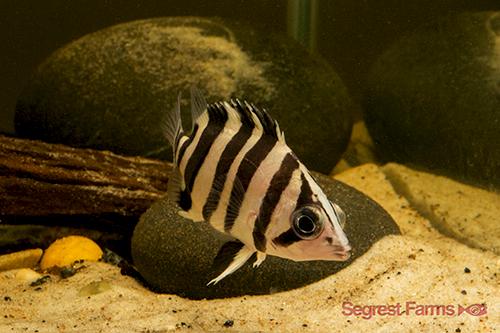 picture of Tiger Datnoid Reg                                                                                    Datnoides microlepis