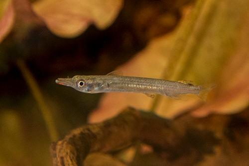 picture of Wrestling Halfbeak Reg                                                                               Dermogenys pusilla