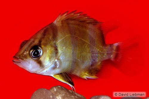 picture of Thinbar Datnoid M/S                                                                                  Datnioides undecimradiatus