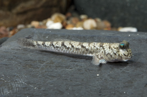 picture of Indian Mudskipper Reg                                                                                Perophthalmus novemradiatus