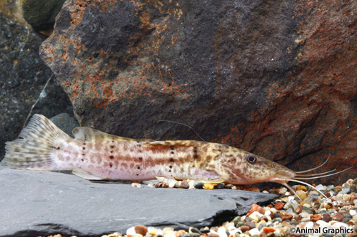 picture of Big Mouth Spiny Catfish Reg                                                                          Auchenoglanis ngamensis