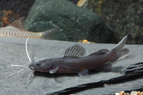 picture of Asian Redtail Catfish Sml                                                                            Mystus nemurus