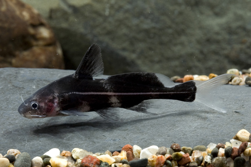 picture of Black Lancer Catfish Sml                                                                             Bagrichthys hyselopterus