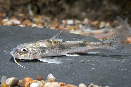 picture of Clown Catfish Reg                                                                                    Gagata cenia