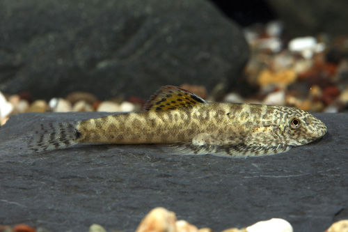 picture of Hong Kong Otocinclus Sucker Reg                                                                      Pseudogastromyzon myersi