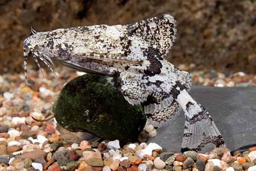 picture of Indian Butterfly Catfish Reg                                                                         Ompok pabda