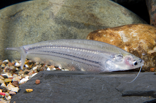 picture of Ompok Catfish Med                                                                                    Ompok bimaculatus