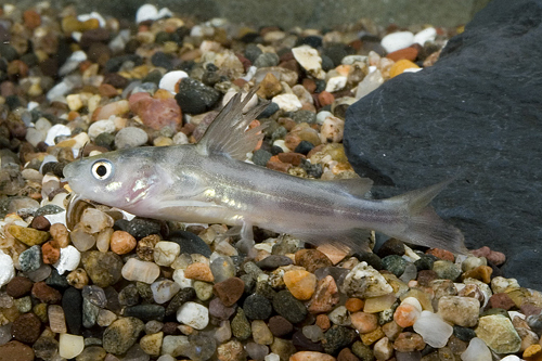 picture of False Clown Catfish Reg                                                                              Gagata melanopterus