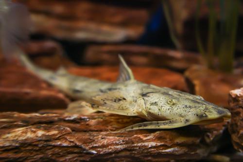 picture of Crocodile Catfish Lrg                                                                                Bagarius suchus