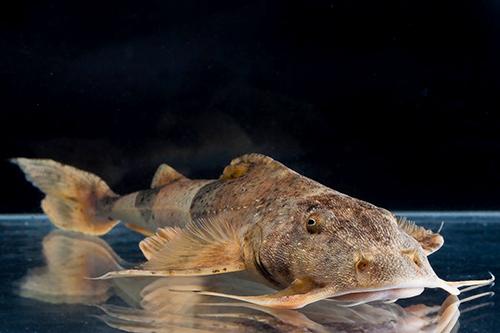 picture of Indian Goonch Catfish Med                                                                            Bagarius bagarius
