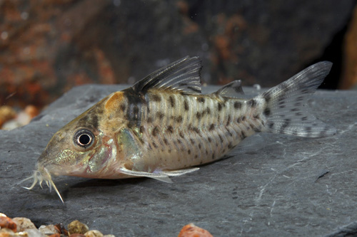 picture of Agassizi Corydoras Med                                                                               Corydoras agassizi