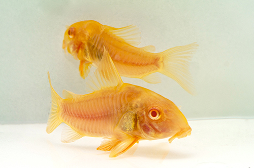 picture of Albino Aeneus Corydoras Sml                                                                          Corydoras aeneus 'Albino'