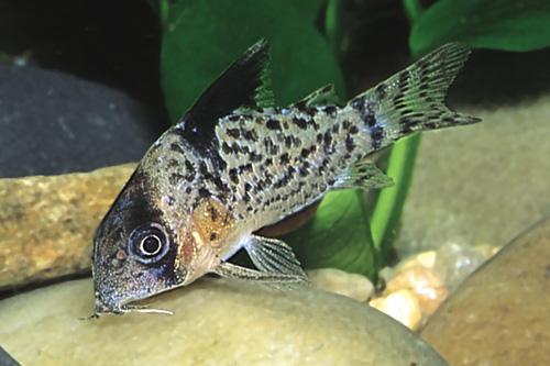 picture of Assorted Spotted Corydoras Med                                                                       Corydoras spp.