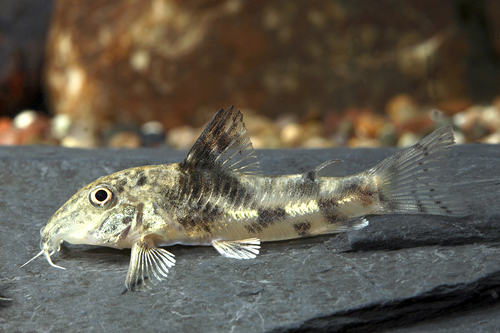 picture of Barbatus Corydoras Tank Raised Reg                                                                   Scleromystax barbatus