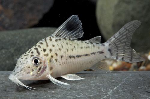 picture of Bloch Blochi Corydoras Reg                                                                           Corydoras blochi blochi