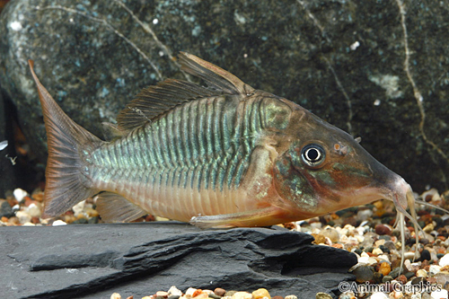 picture of Brochis Britski Corydoras Xlg                                                                        Corydoras britski