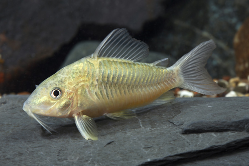 picture of Emerald Green Corydoras Med                                                                          Corydoras splendens