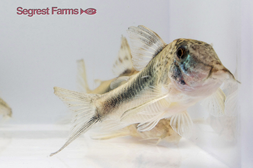 picture of Fowleri Corydoras Med                                                                                Corydoras fowleri