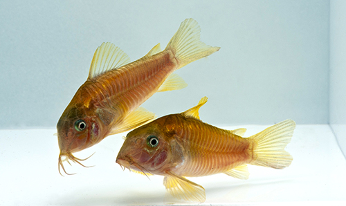 picture of Green Aeneus Corydoras Reg                                                                           Corydoras aeneus