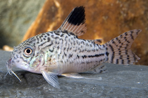 picture of Julii Corydoras Sml                                                                                  Corydoras julii