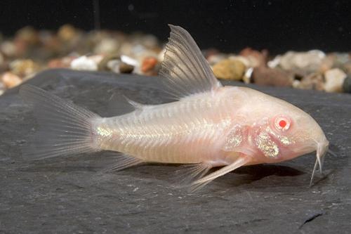 picture of Albino Longfin Paleatus Corydoras Sml                                                                Corydoras paleatus 'Albino Longfin'