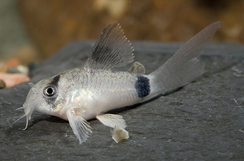 picture of Longfin Panda Corydoras Med                                                                          Corydoras panda 'Longfin'