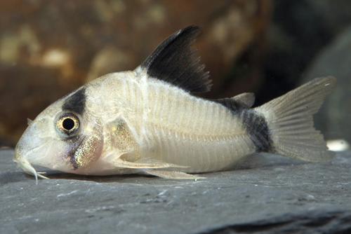 picture of Metae Corydoras Sml                                                                                  Corydoras metae