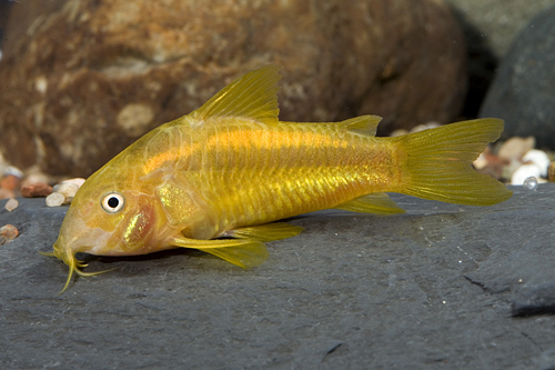 picture of Orange Stripe Aeneus Corydoras Reg                                                                   Corydoras aeneus 'Neon Orange'