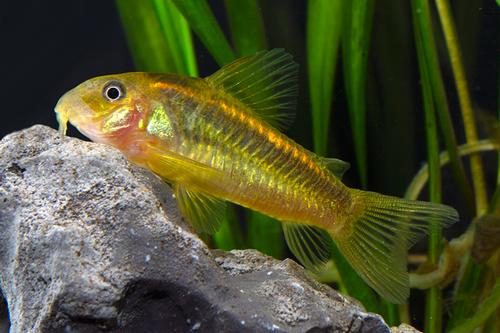 picture of Orange Stripe Aeneus Corydoras Med                                                                   Corydoras aeneus 'Neon Orange'