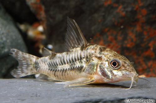 picture of Paleatus Corydoras Lrg                                                                               Corydoras paleatus