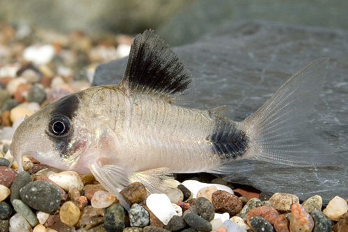 picture of Panda Corydoras Med                                                                                  Corydoras panda