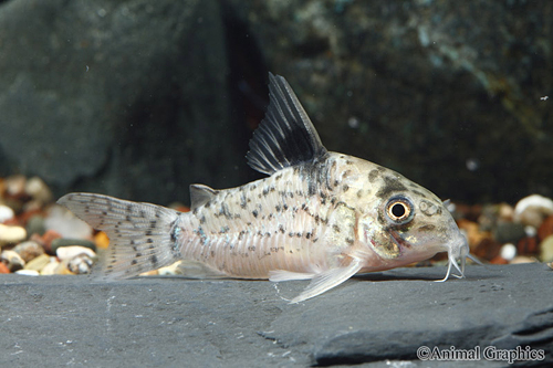 picture of Punctatus Corydoras Sml                                                                              Corydoras punctatus