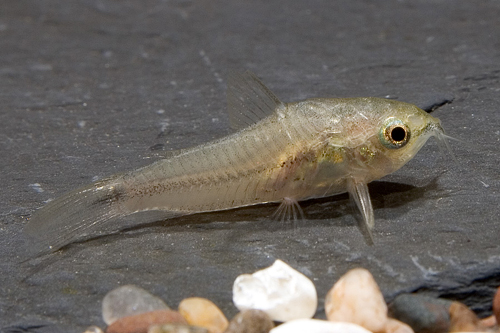 picture of Pygmy Corydoras Reg                                                                                  Corydoras pygmaeus