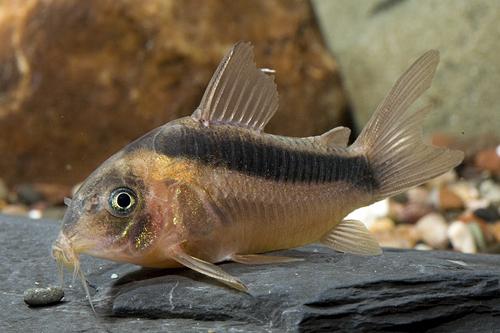 picture of Rabauti Corydoras Lrg                                                                                Corydoras rabauti