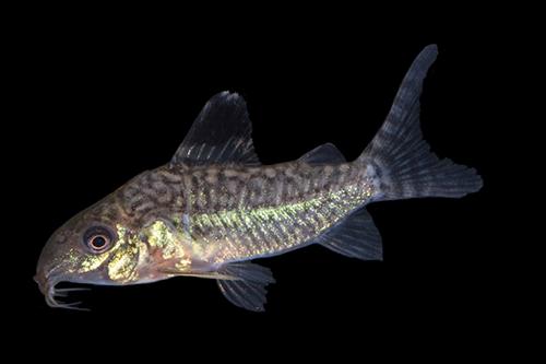 picture of Reticulatus Corydoras Reg                                                                            Corydoras reticulatus