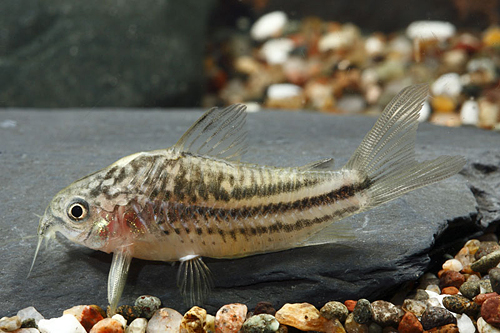 picture of San Juan Corydoras Reg                                                                               Corydoras billineatus