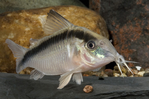 picture of Skunk Corydoras Lrg                                                                                  Corydoras arcuatus