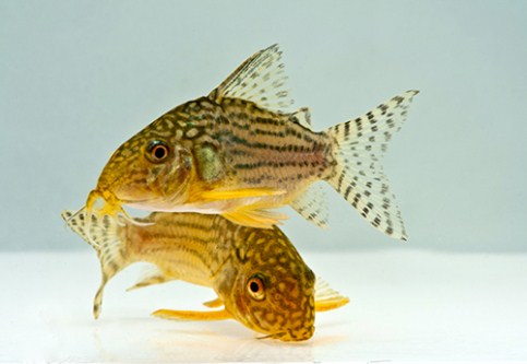 picture of Sterbai Corydoras Tank Raised Med                                                                    Corydoras sterbai