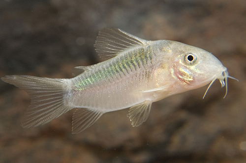 picture of Zygatus Corydoras Tank Raised Med                                                                    Corydoras zygatus