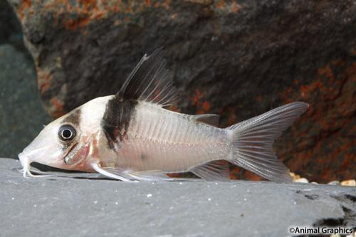 picture of Virginiae Corydoras Reg                                                                              Corydoras virginiae