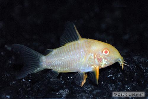 picture of Albino Sterbai Corydoras Tank Raised Med                                                             Corydoras sterbai 'Albino'