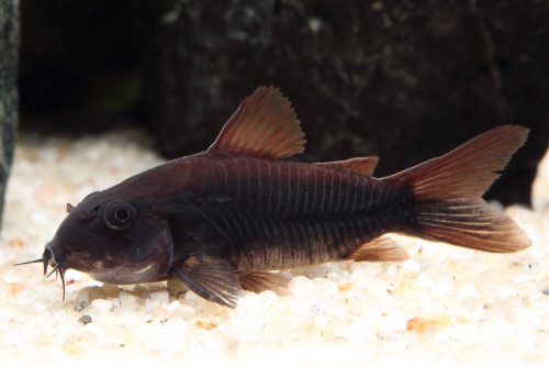 picture of Black Venezuela Corydoras Reg                                                                        Corydoras aeneus var. venezuelanus black