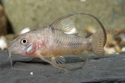 picture of Super Longfin Paleatus Cory Reg                                                                      Corydoras paleatus 'Longfin'