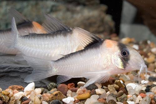 picture of Adolfoi Corydoras Reg                                                                                Corydoras adolfoi