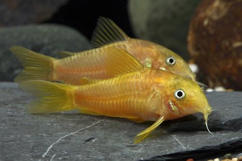 picture of Red Stripe Aeneus Cory Reg                                                                           Corydoras aeneus var. red stripe