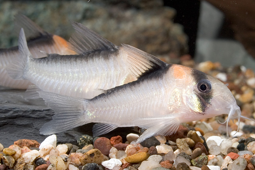 picture of Adolfoi Corydoras Tank Raised Med                                                                    Corydoras adolfoi