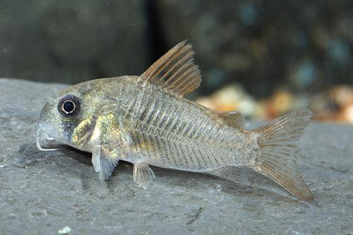 picture of Concolor Corydoras Lrg                                                                               Corydoras concolor