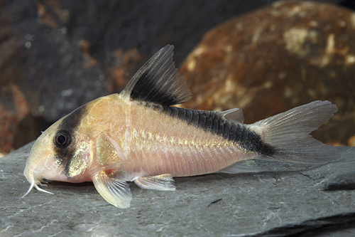 picture of Davidsandsi Corydoras Med                                                                            Corydoras davidsandsi