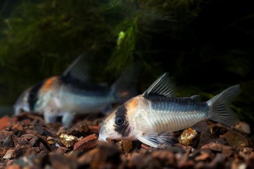 picture of Duplicareus Corydoras Tank Raised Sml                                                                Corydoras duplicareus