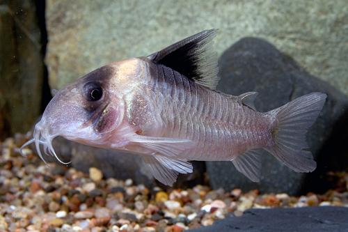 picture of Burgessi Corydoras Lrg                                                                               Corydoras burgessi